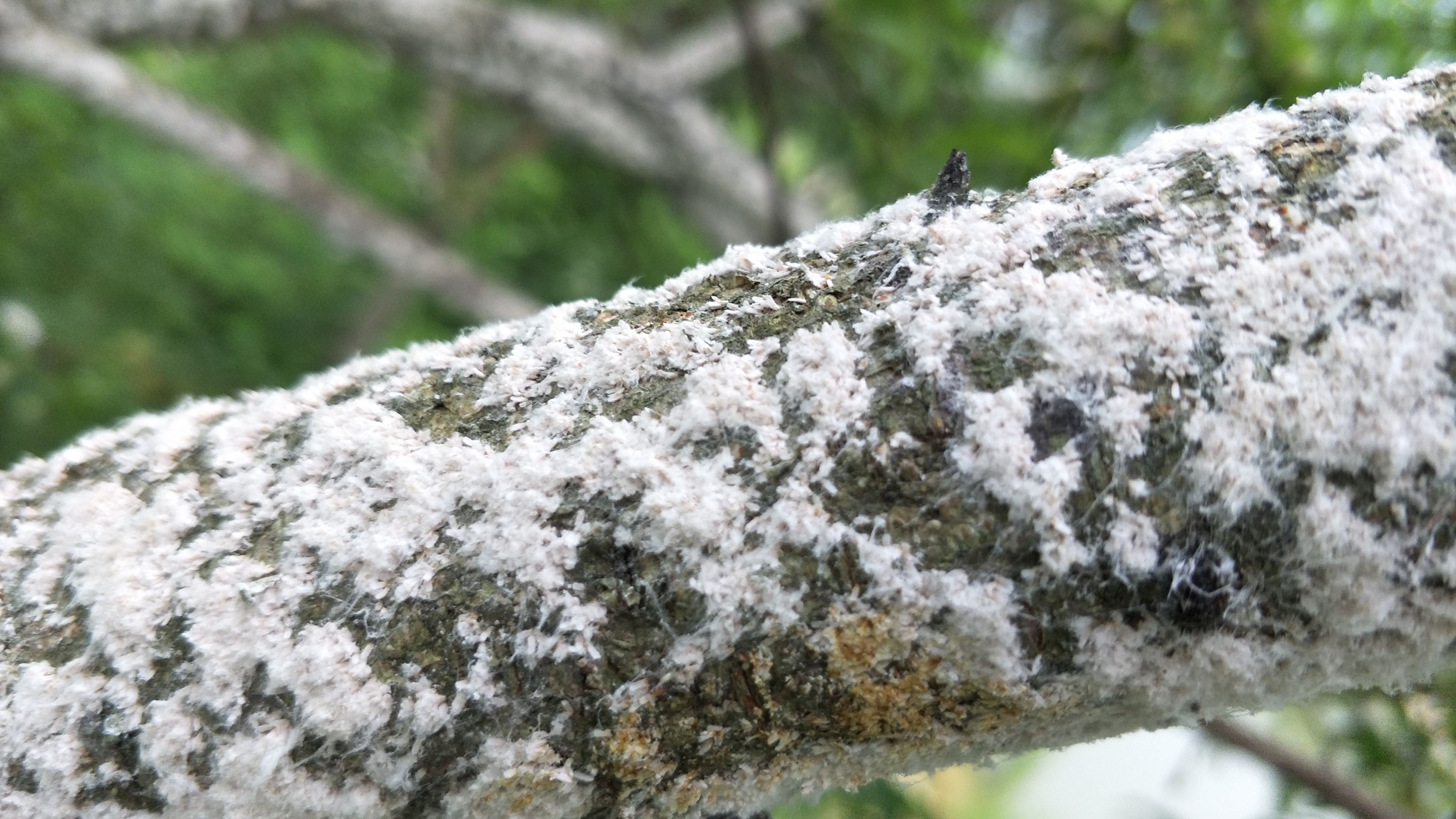 如何养好"榕树盆景"才能让它树形美观,叶色墨绿,不掉叶