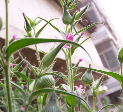 农村常见的叫"王不留行"的野草,竟然是催乳良药