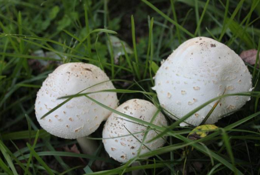 哪里有蘑菇菌种卖 - 2020年最新商品信息聚合专区 - 百度爱采购