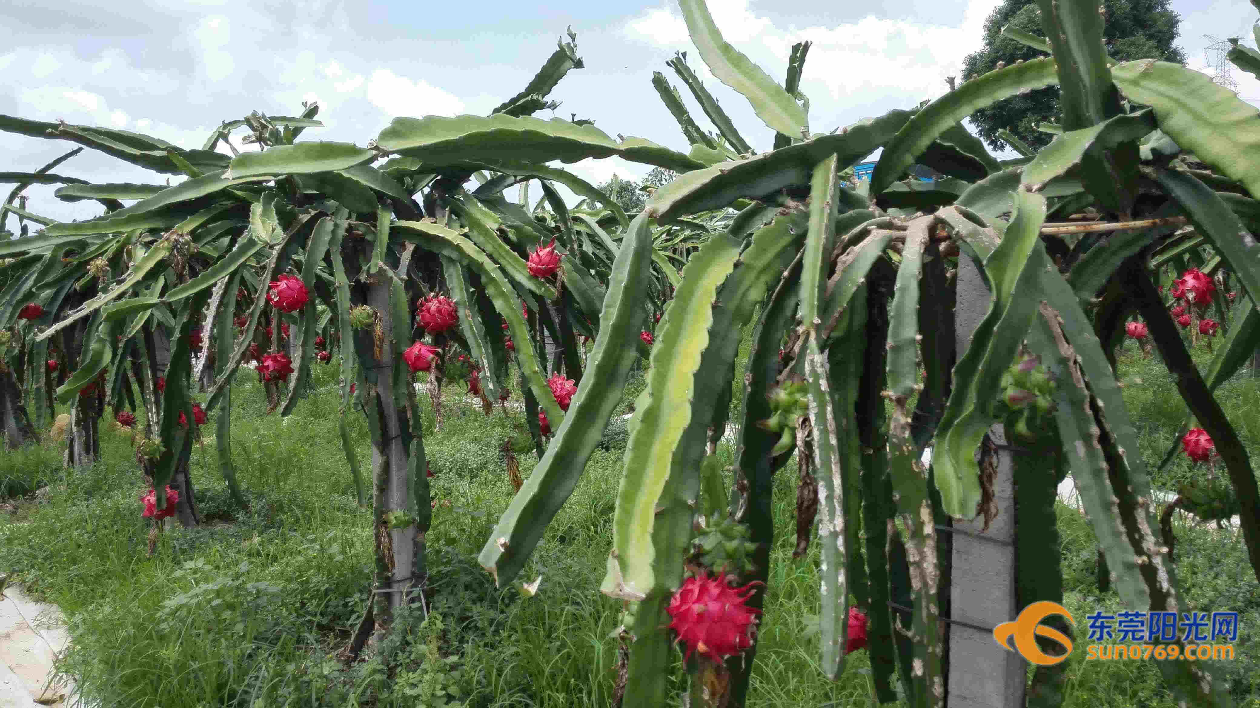 红龙果种植方法图片