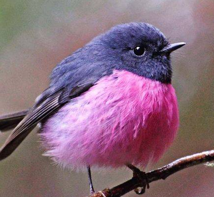 世界上最美的鸟!超梦幻"粉红鸲鹟",身体配色超可爱