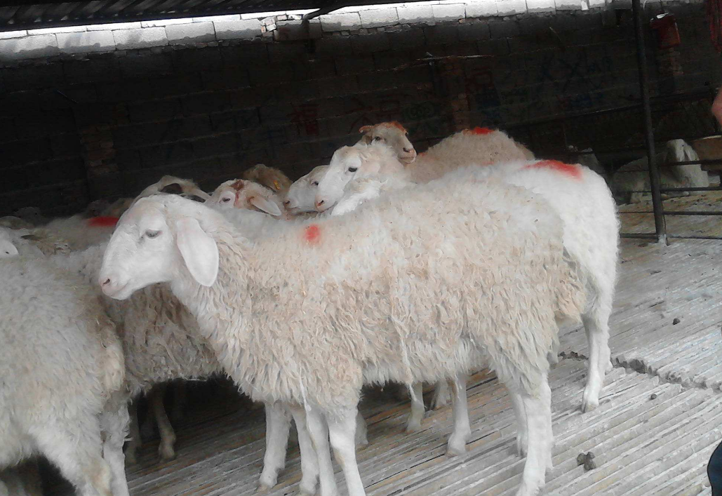 夏季羊 - 热门商品专区