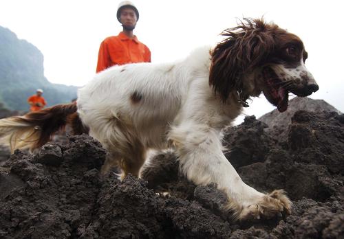 搜救犬高清图片