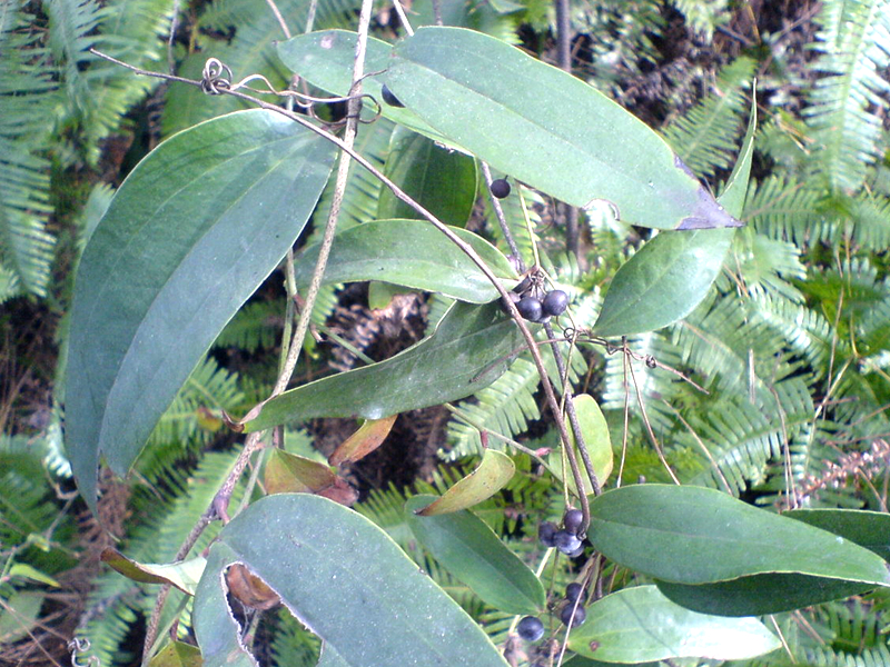 农村一种植物野草,人称"土茯苓,根茎价值比较大