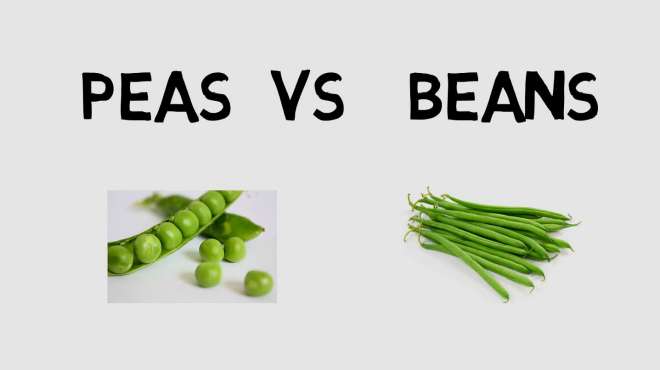 豌豆pea和其他豆角bean有什么区别呢?