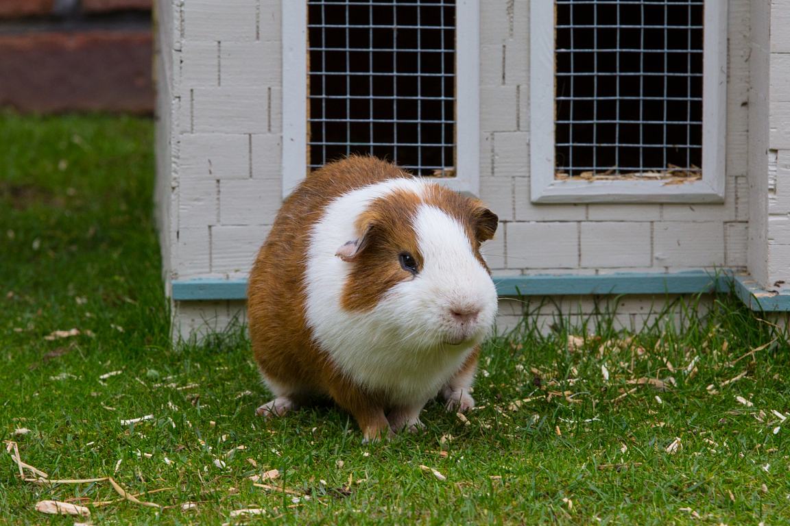 荷兰猪可以活多久图片