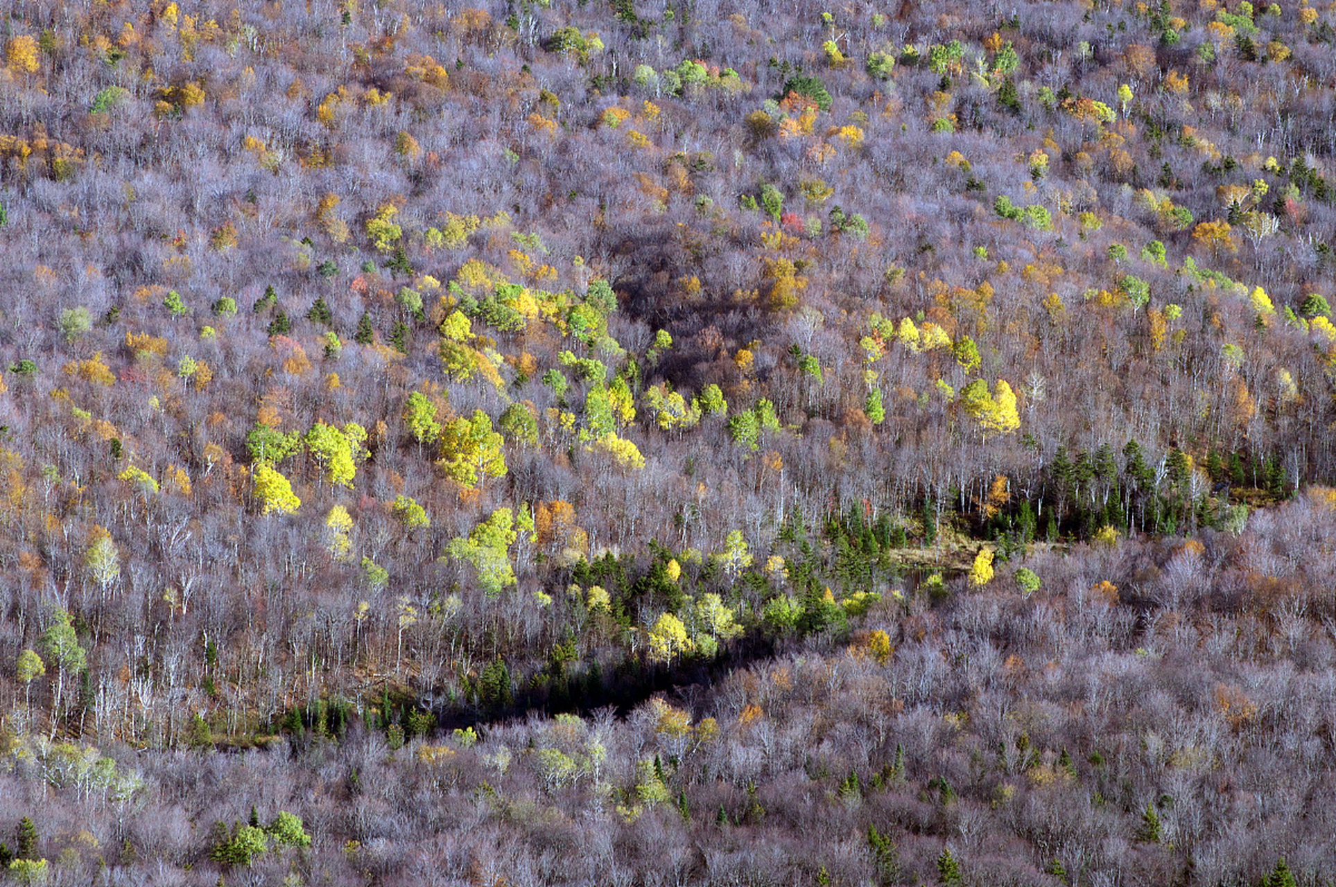 特别是梨树县,当万亩果园里的梨花盛开时,仿佛整个世界都被柔和的白色