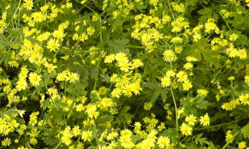漫山遍野黄色的野菊花,这些野菊花能泡茶喝吗?