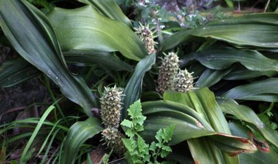 开口箭的功效与作用你知道吗?