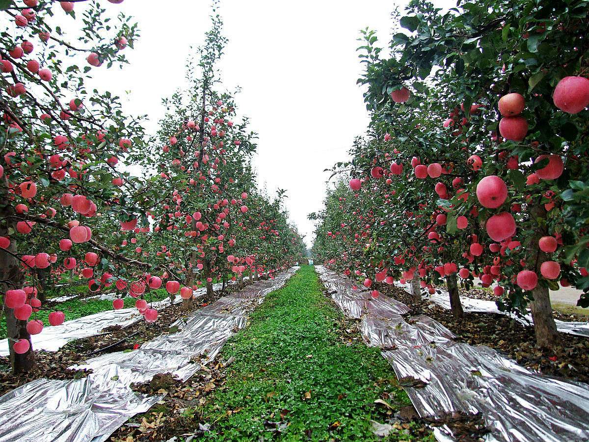 苹果种植,影响其根系生长的因素,有这些