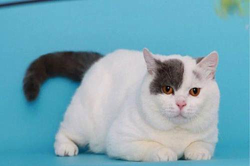 养宠经验:净梵猫的耳螨一直挠,猫咪的耳螨都会挠吗