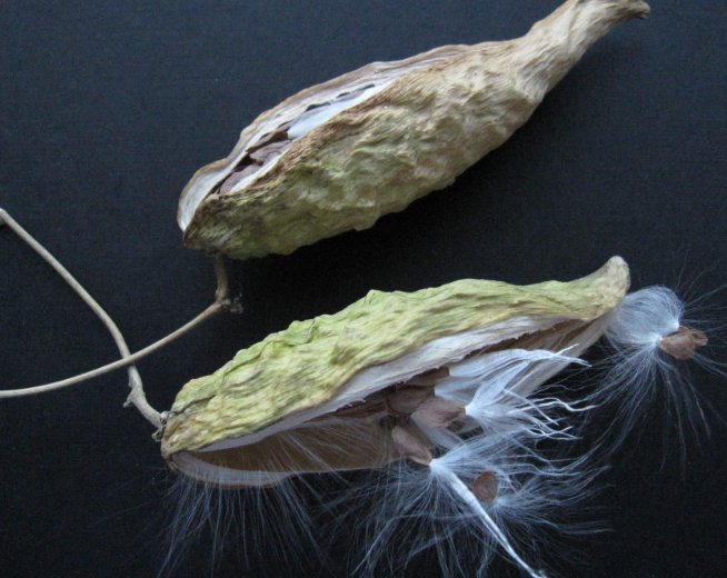 羊婆奶是很多农村8090后的最爱,它果身椭圆,头部尖尖,呈流线型,外皮