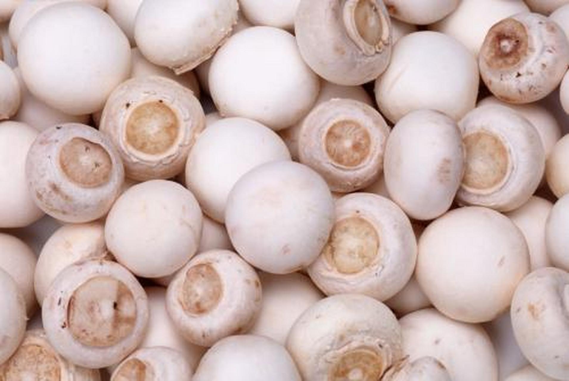 美食教程#白蘑:白蘑是内蒙古的特产野生食用菌,也是