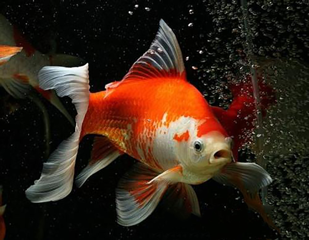 百度爱采购首页 商品专题_鲫金鱼是我国人民通过改变金鲫的生活环境