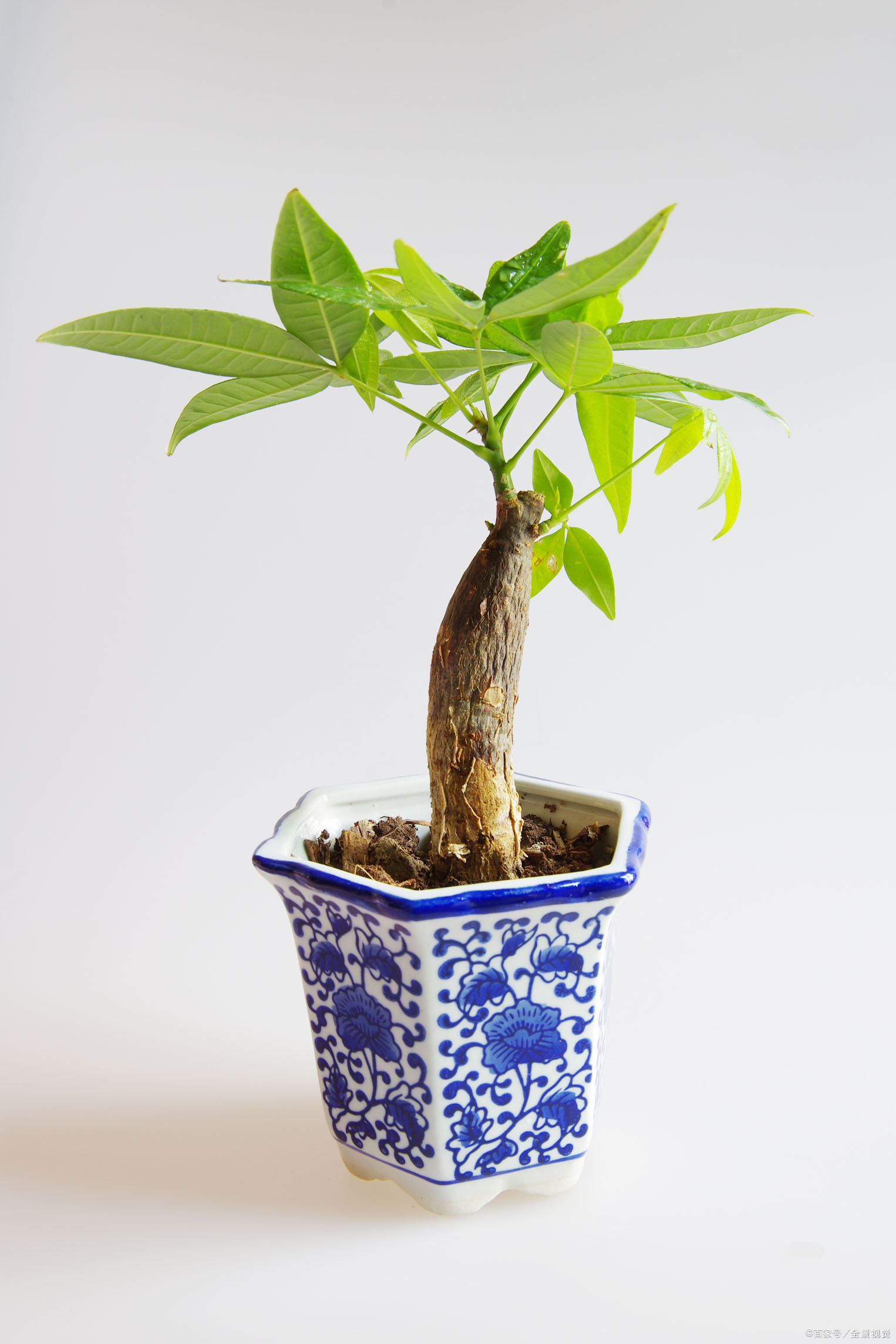 发财树施肥 - 优质问答专区