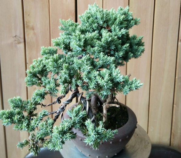 地栽五年的珍珠柏,下山桩做成盆景太漂亮了,有钱也买不到的精品
