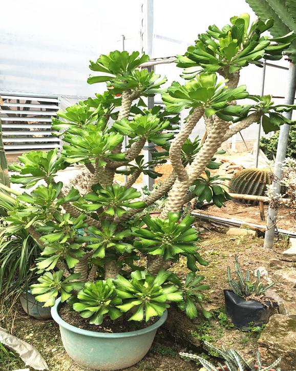 这种多肉,观赏价值很高,超好养,能长到2米高,身价翻倍涨!