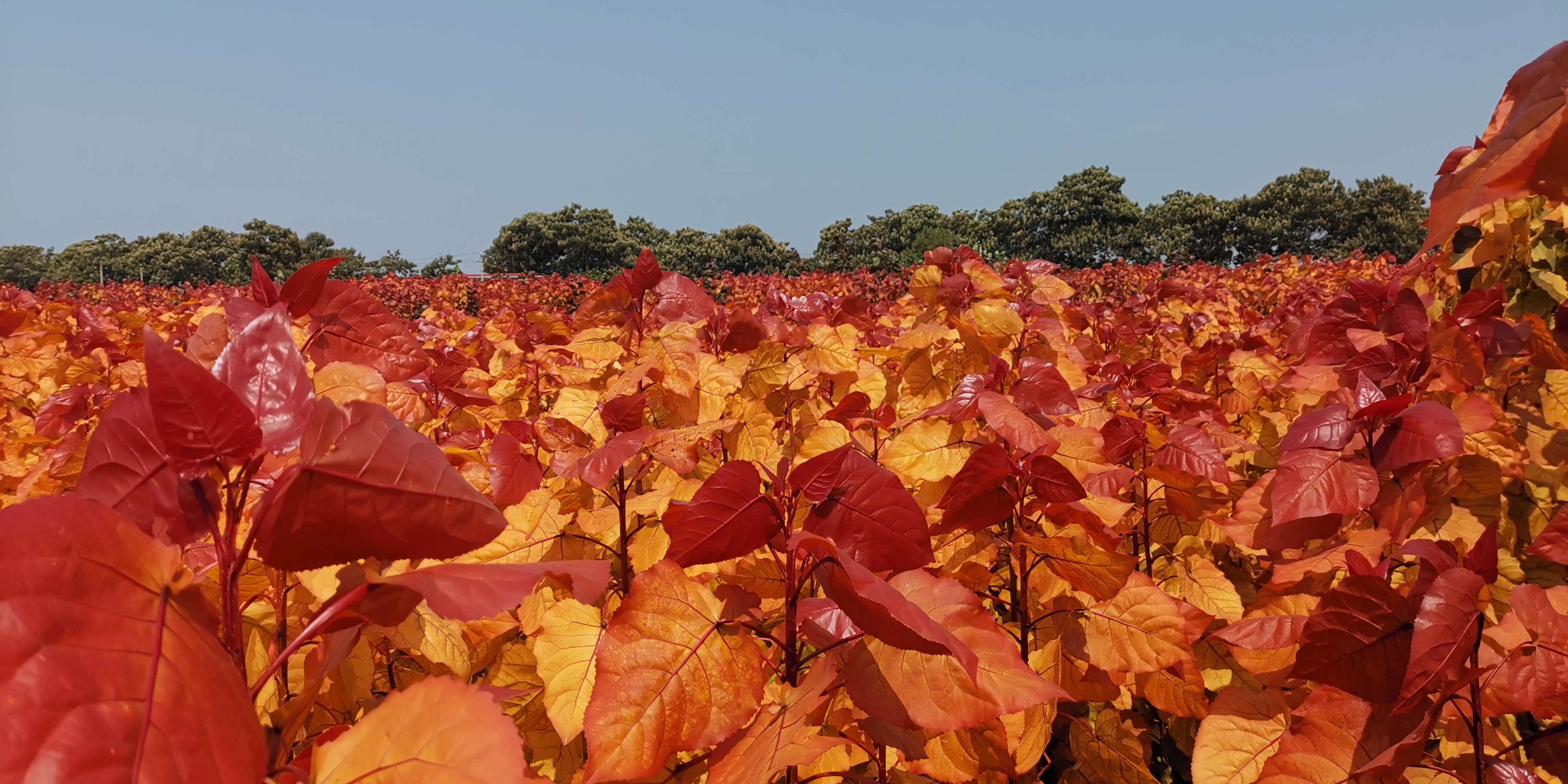 植树造林的最佳季节,这棵彩叶杨凭什么走红苗木市场
