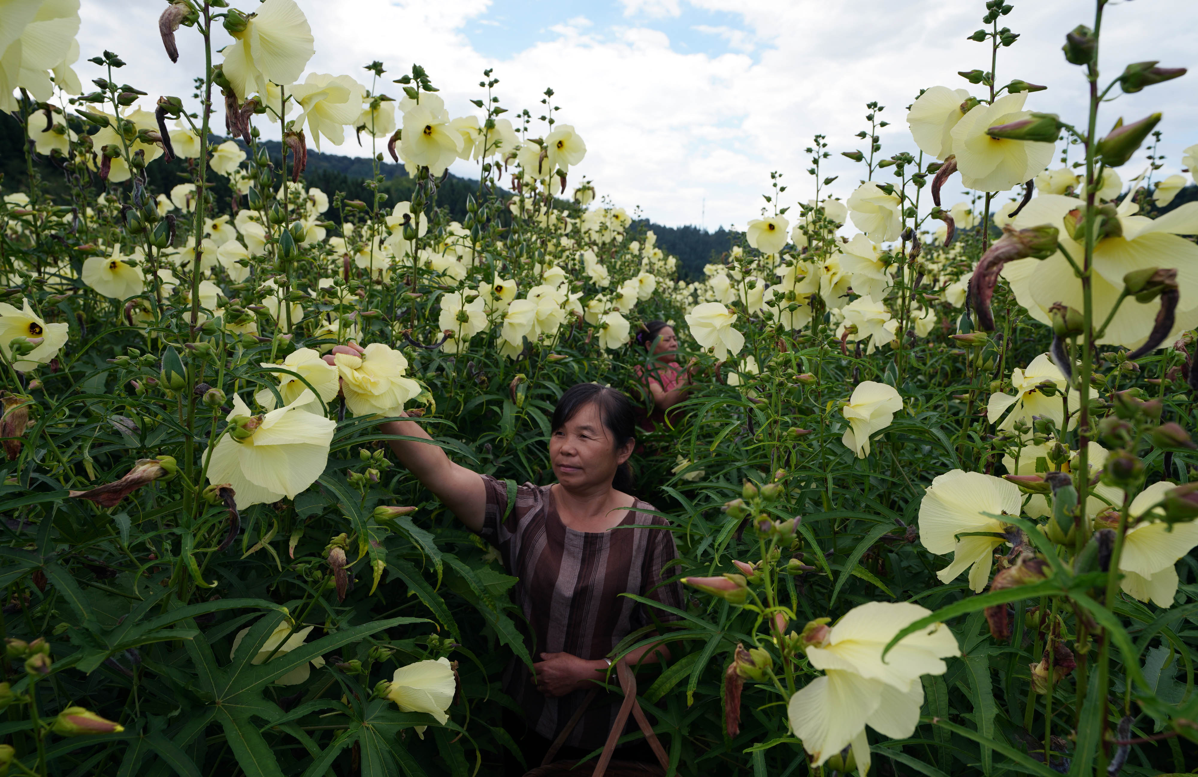 江西乐安:"两业"扶贫实现全覆盖 (1)