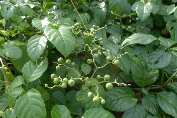 人称"母猪藤",过去拿来喂猪,却不知是野外救急良药,价值珍贵