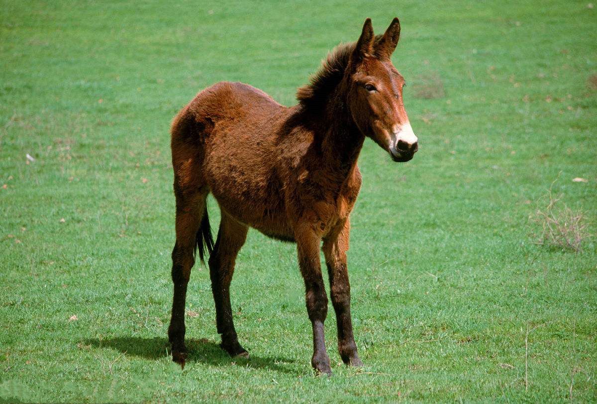 马骡- 热门商品专区