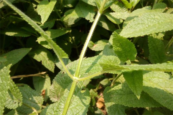 地蚕什么时候种植 - 2020年最新商品信息聚合专区 - 百度爱采购