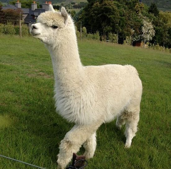 男子花3万给女儿买羊驼当宠物,不认识的总打听:什么狗这么大?