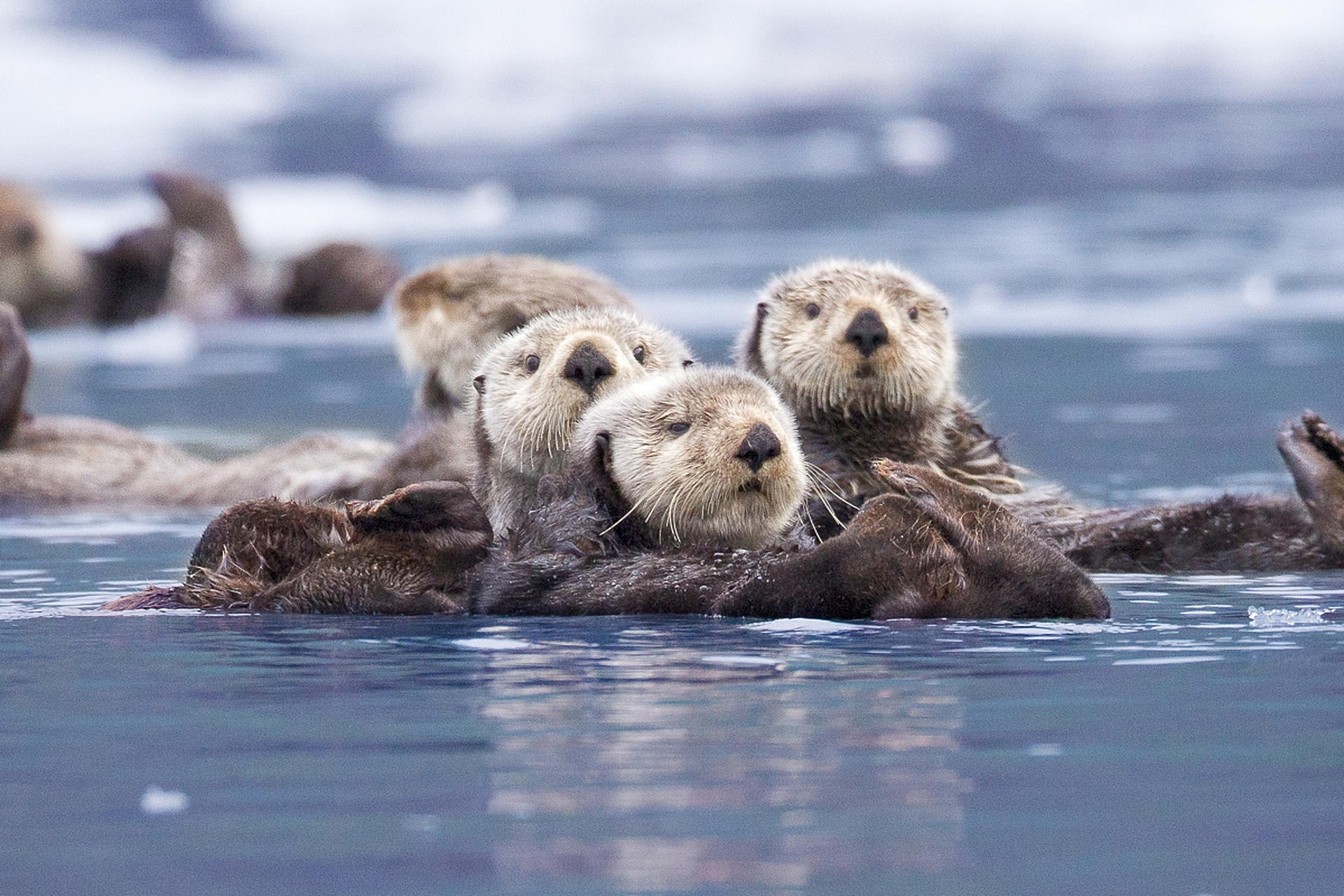 海獭真是太可爱了,海獭主要生活在大海,真是特别可爱,看在海獭动物园