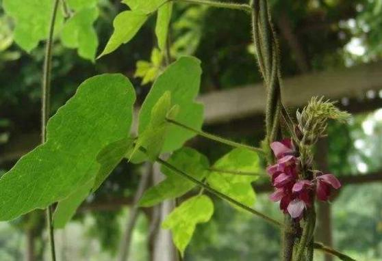 这漫山遍野的藤子浑身是宝,拿来喂猪糟蹋了,还有这些高价值!
