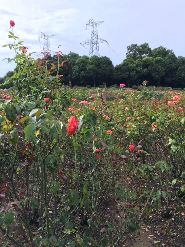 紫馬嶺公園的玫瑰花園清香怡人,美不勝收