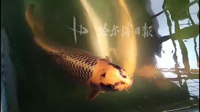 7米"锦鲤王",特亲人,喜欢"摸头杀"|转发有好运吗