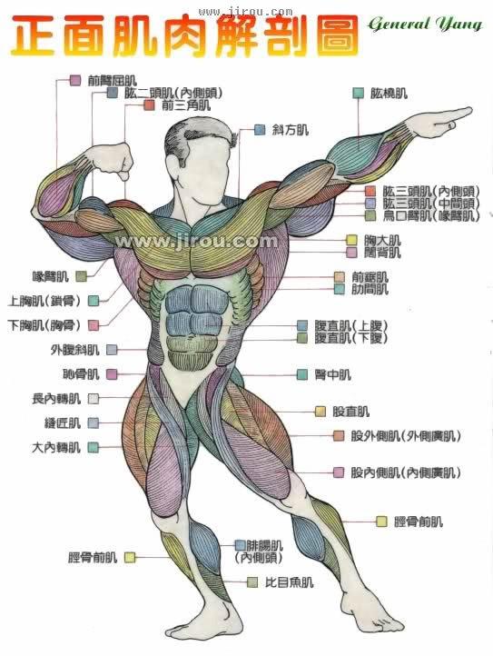 健身房知识手册 超全的「肌肉对应器械训练表」收藏级别