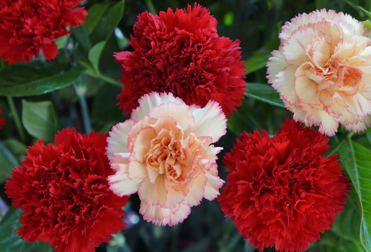 康乃馨的无土栽培技术,可以帮助康乃馨提高花色和产量