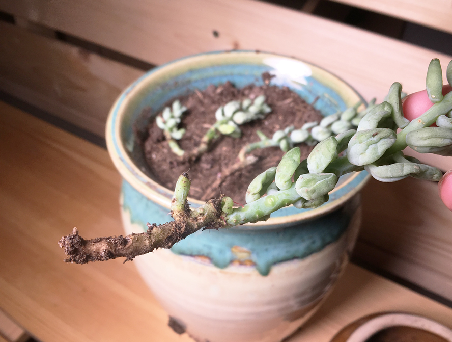 新玉缀叶子越长越干瘪,试试这个方法,让你的新玉缀叶子圆鼓鼓