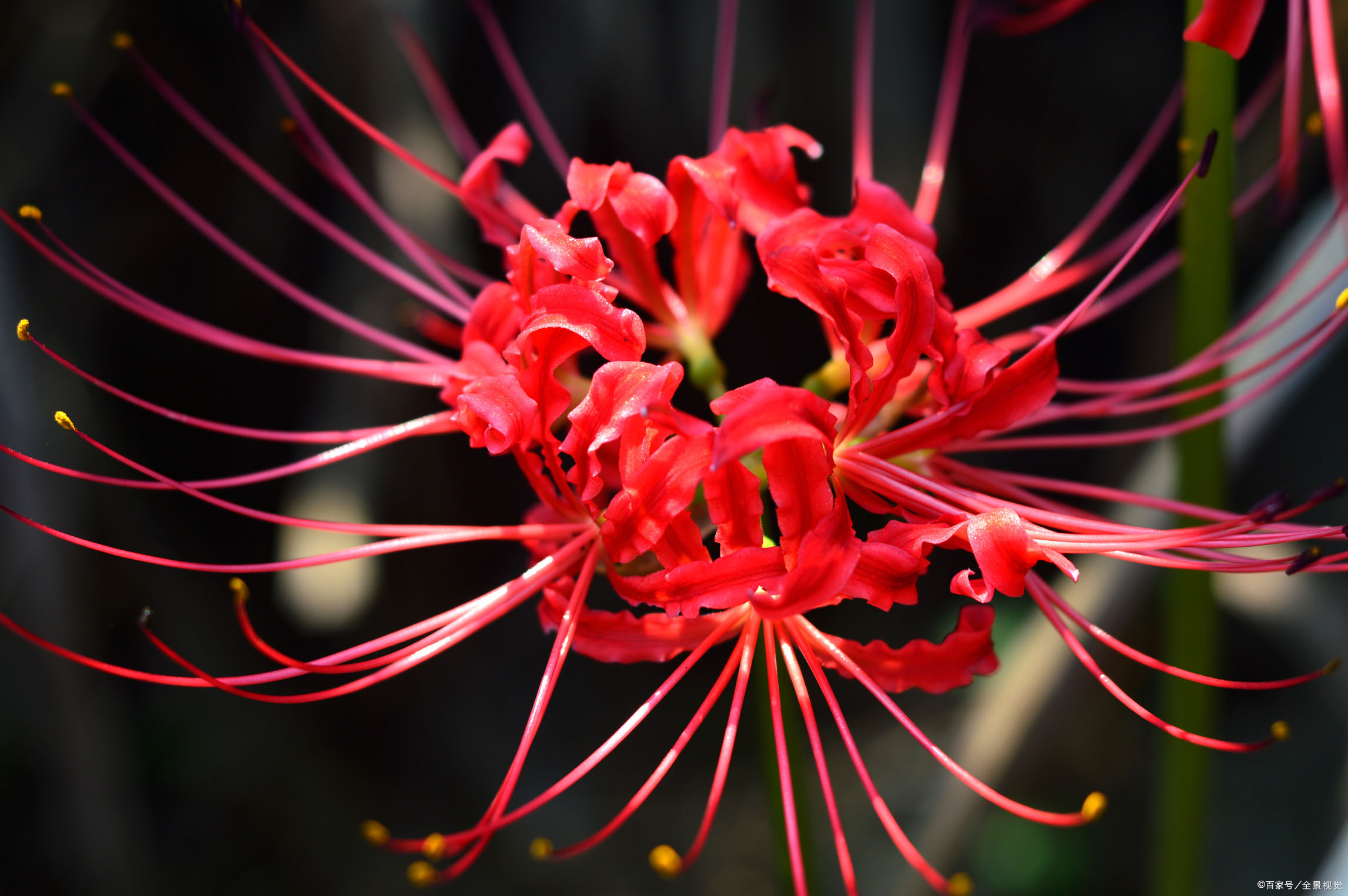 彼岸花又叫做曼珠沙华,是盛开在冥界忘川彼岸的一种艳花