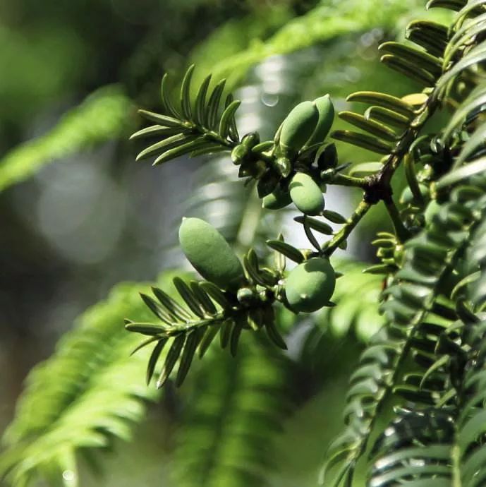 三年长一果的香榧