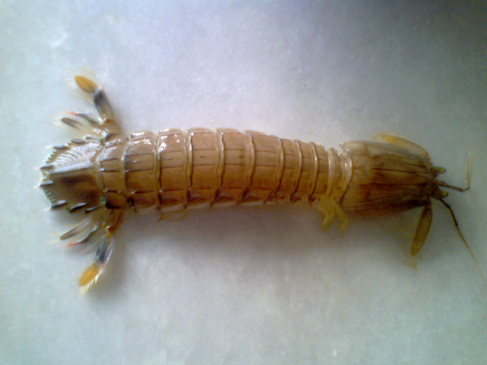 药用性很好,所以又叫濑尿虾;泰国的皮皮虾因为形似螳螂,又叫螳螂虾,是