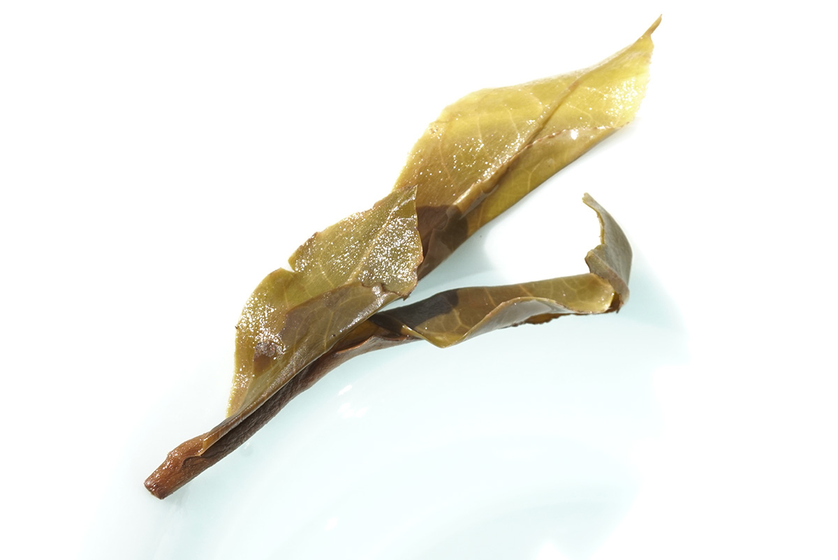 当我们在看普洱茶叶底的时候,我们在看什么?