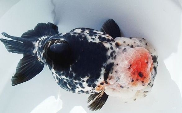 要想养好兰寿金鱼需要懂得些什么呢