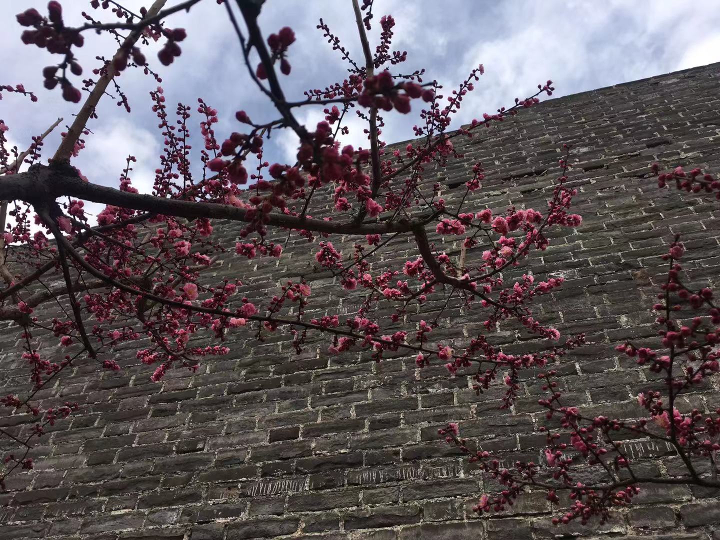 梅花节在北京城墙遗址公园开幕了,万千梅花悄悄绽放