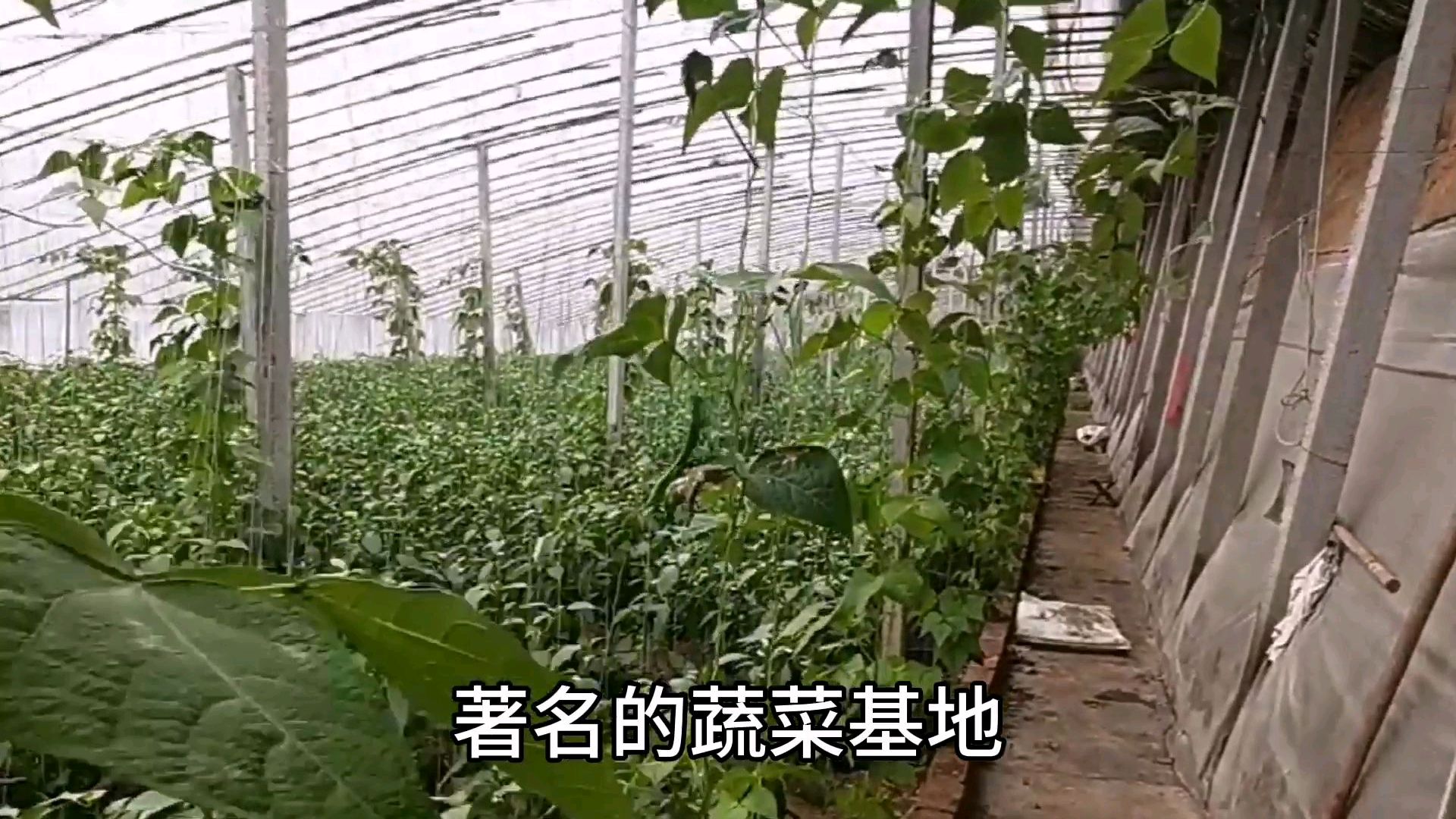 走进蔬菜之乡山东寿光大棚,这里安全,是武汉的菜篮子基地