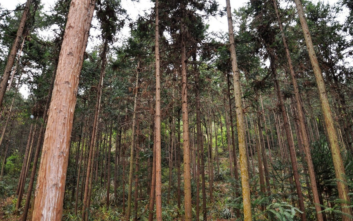杉木- 热门商品专区