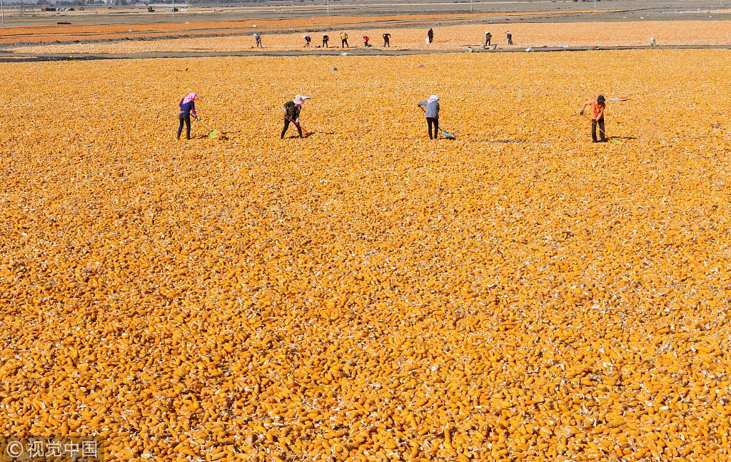 深秋时节 甘肃张掖几十万亩制种玉米忙晾晒