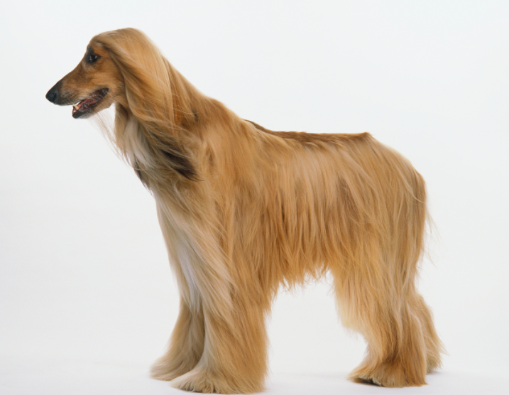 阿富汗猎犬最初用于追踪狩猎,靠眼力追踪猎物并跟随着骑马的猎人