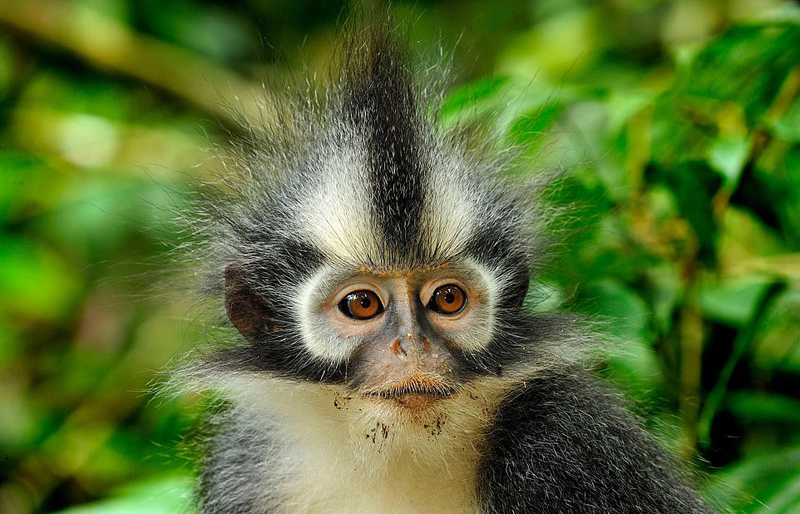 承包今日份快乐源泉 围观小动物的百变时尚发型