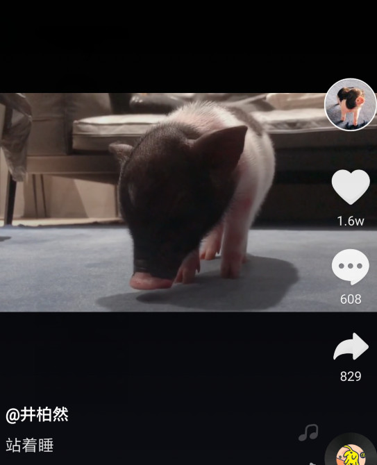 井柏然给小猪开了抖音号,给猪喂饭洗澡甚至还会陪它睡觉!