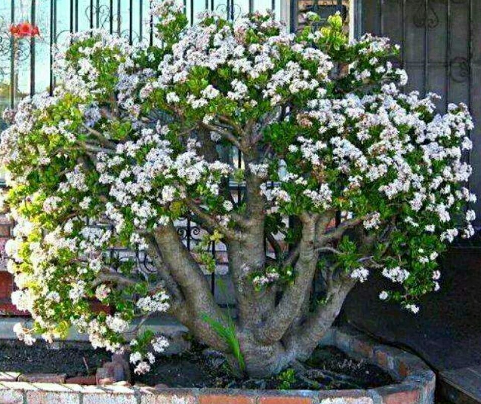 养玉树,记住这几点,长得粗壮很快成老桩