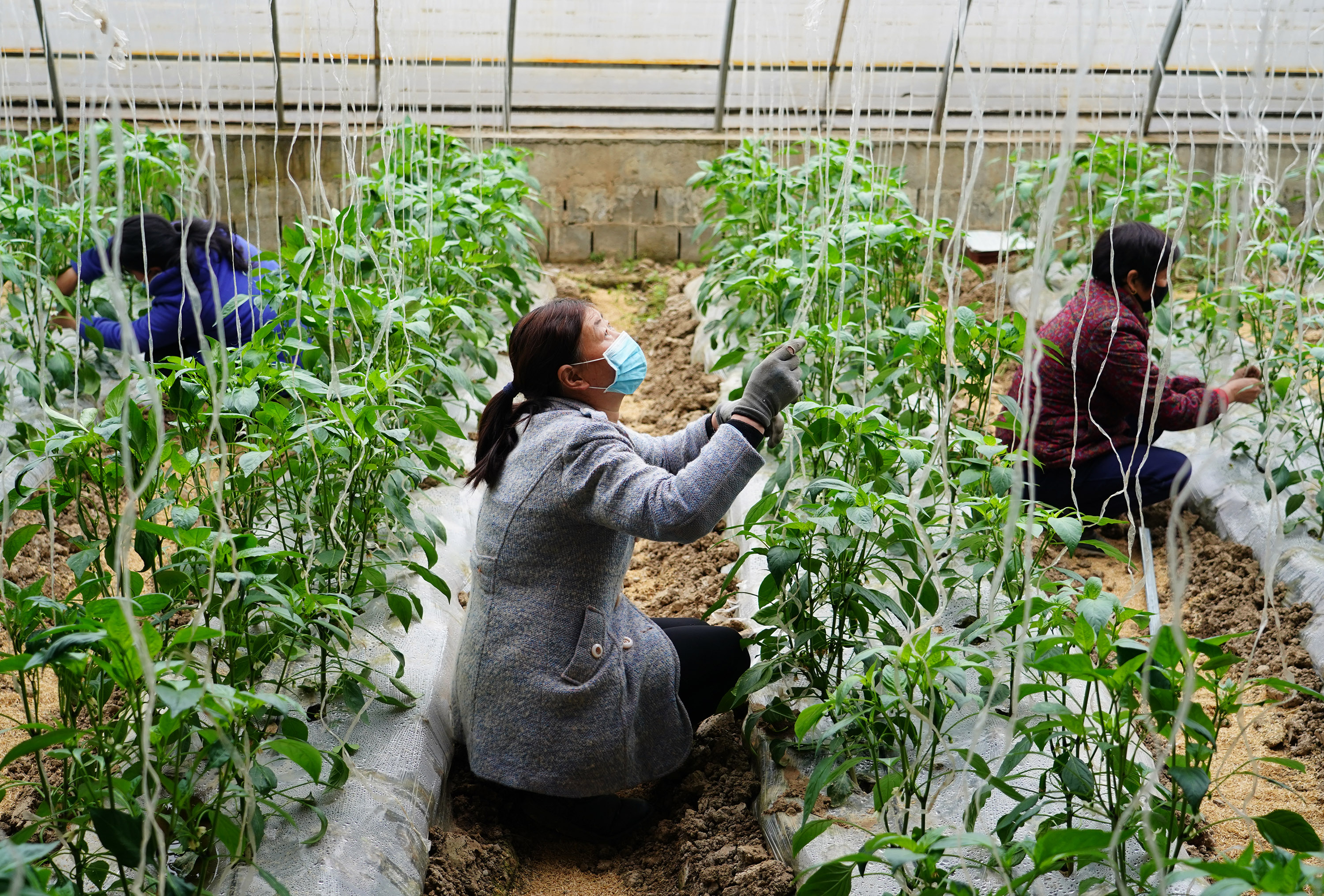 新华社照片,安康(陕西),2020年3月2日    陕西汉滨:大棚农事忙    3月