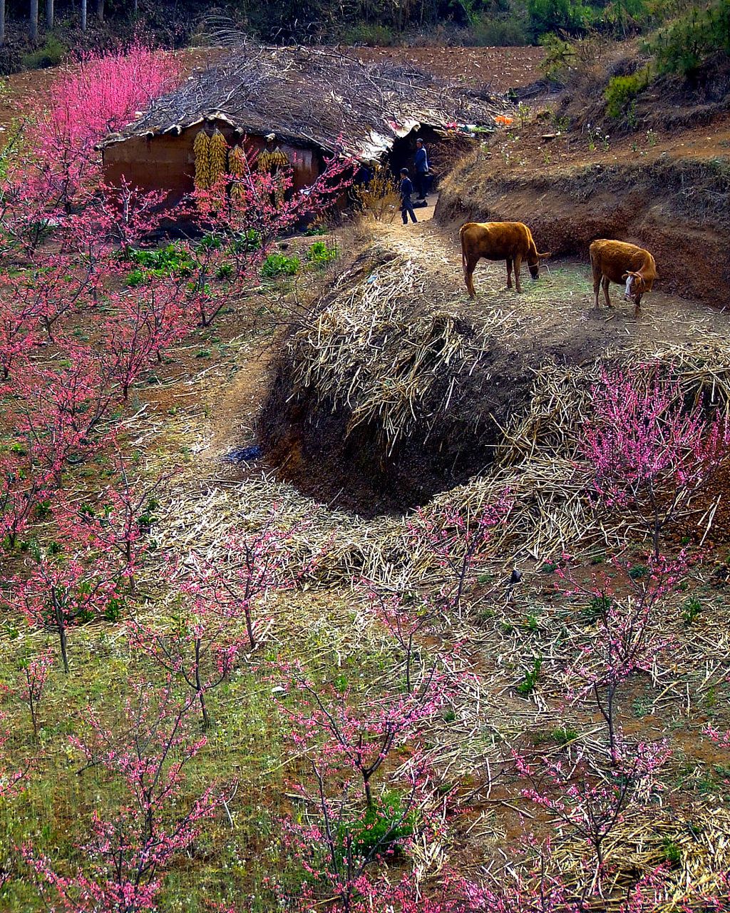 南国桃园,这个位于广东省佛山市南海区狮山镇的旅游胜地,是佛山新八景