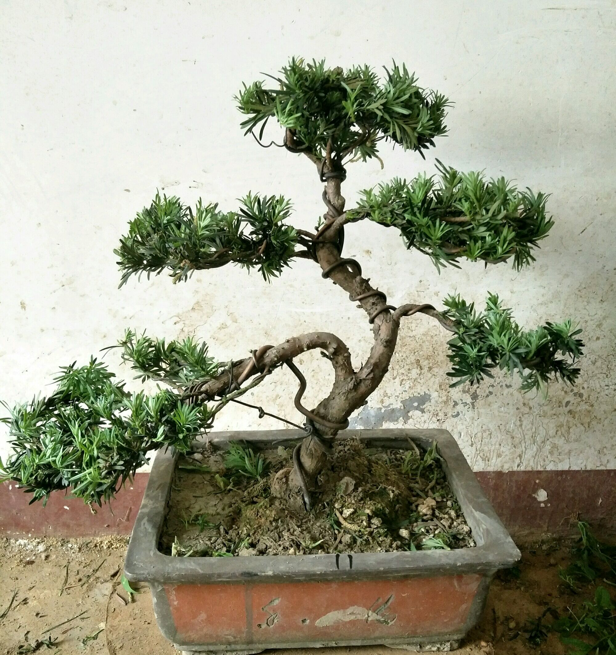 罗汉松盆景的松针叶子发黄了怎么回事?原因有6点